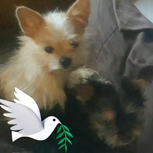 Meet your Posher, Phoebe